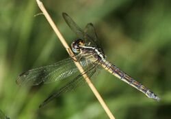 Nesciothemis farinosa e 004537-1 old female.jpg