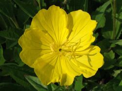 Oenothera macrocarpa a1.JPG