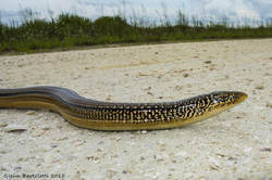 Ophisaurus compressus, Island glass lizard, Florida.png