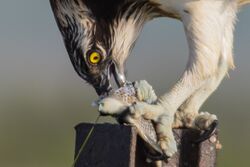 Osprey eating a fish.jpg