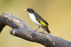 Painted Honeyeater 6370.jpg