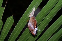 Palmfly male freshly emerged.jpg