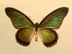 Papilionidae - Papilio zalmoxis.JPG