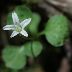 a small white flower among green grass-like leaves