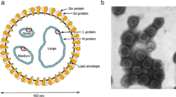 Peribunyavirus virion structure.gif