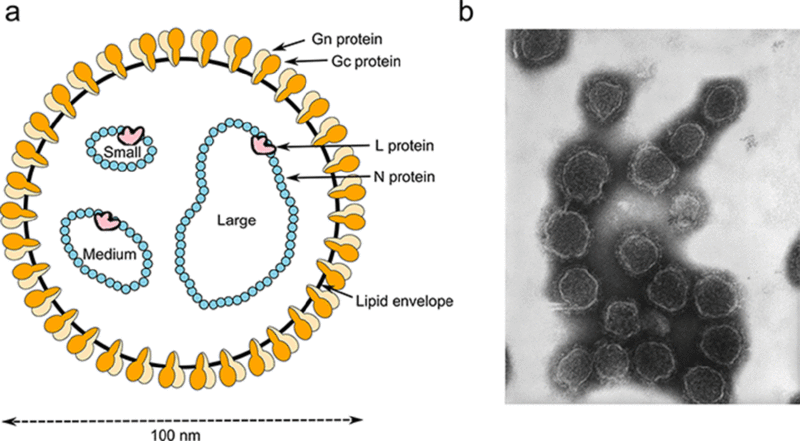 File:Peribunyavirus virion structure.gif