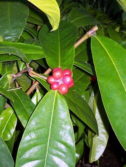 Phaleria octandra with fruit.jpg