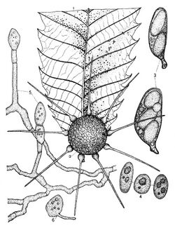 Phyllactinia guttata 1890.jpg