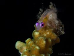 Pinkeye Goby (11019911013).jpg