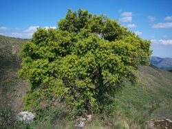 Podocarpus Parlatorei.jpg