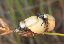 Pseudorupilia ruficollis01.jpg