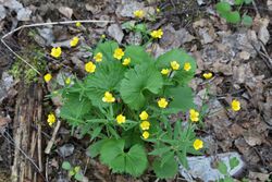 Ranunculus cassubicus (Ranunculaceae) (49874549813).jpg