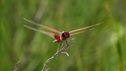 Red winged drgonfly cheek (15936653477).jpg