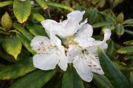 Rhododendron annae - Mendocino Coast Botanical Gardens - DSC02041.JPG