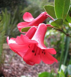 Rhododendron lochiae.jpg