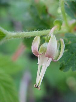 Ribes hirtellum 1.jpg