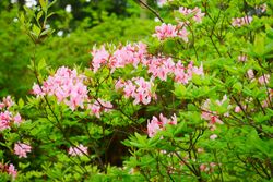 Roseshell Azelea R rinophyllum bush.jpg