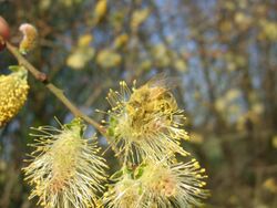 Salix cinerea flowers-2.jpg