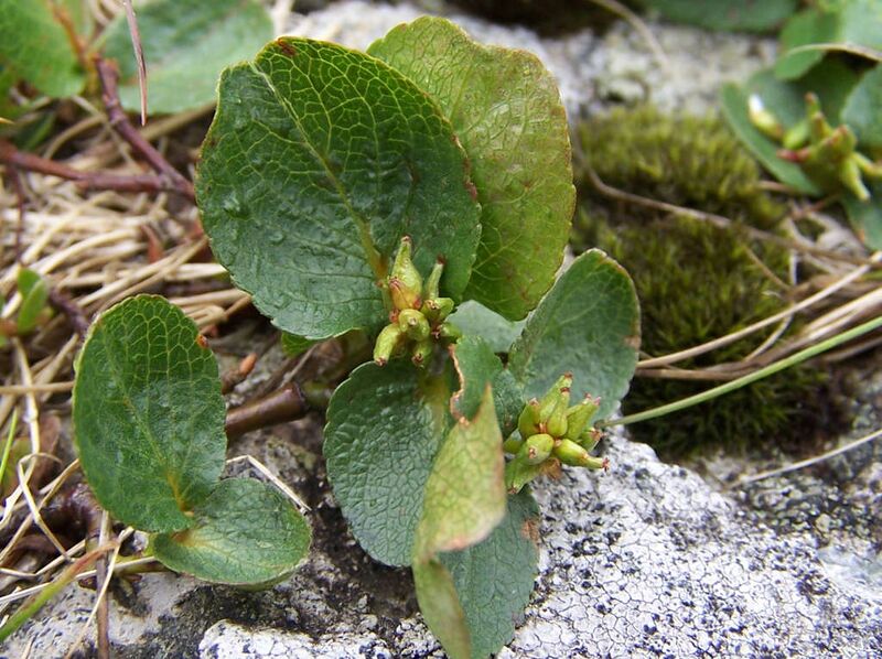 File:Salix herbacea a3.jpg