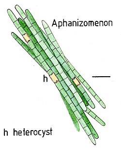 Heterocysts on Aphanizomenon flos-aquae