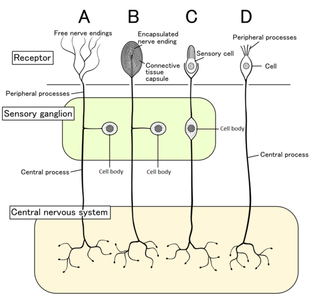 File:Structure of sensory system (4 models) E.PNG