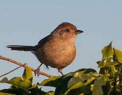 Thamnophilus ruficapillus.jpg