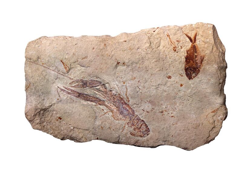 File:The fossils from Cretaceous age found in Lebanon.jpg