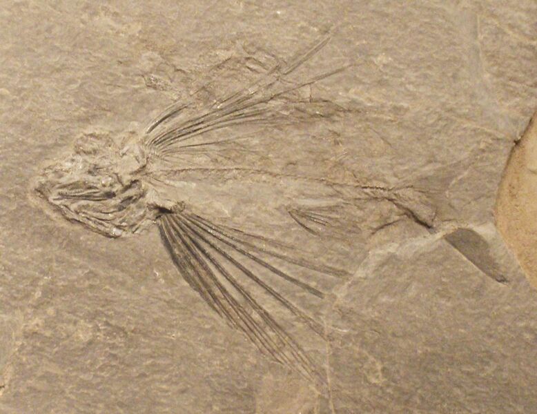 File:Thoracopterus magnificus.JPG