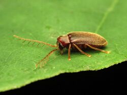 Toe-winged Beetle - Flickr - treegrow (2).jpg