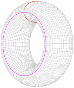 A donut shape with two circles drawn on its surface, one going around the hole and the other going through it.