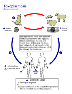 Toxoplasma gondii Life cycle PHIL 3421 lores.png