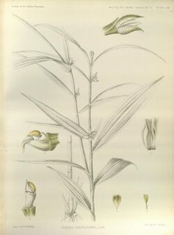 Tropidia curculigoides - The Orchids of the Sikkim-Himalaya pl 366 (1898).jpg
