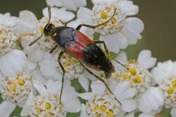 Wedge-shaped Beetle - Macrosiagon pectinata - Julie Metz Wetlands, Woodbridge, Virginia.jpg