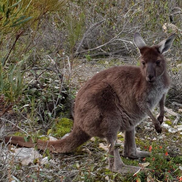 File:Western grey kangaroo, Coffin Bay National Park.jpg
