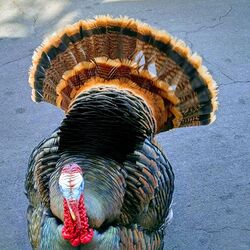 Wild turkey in Concord California .jpg