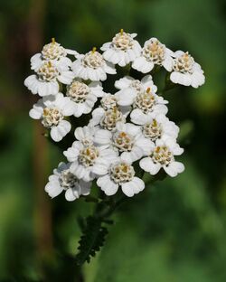 Yarrow (Achillea millefolium).jpg