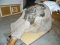 Yukagir mammoth head.jpg