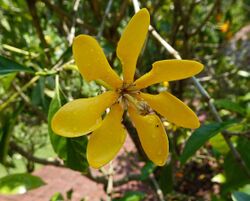 梔子屬 Gardenia mutabilis -新加坡植物園 Singapore Botanic Gardens- (15509795486).jpg