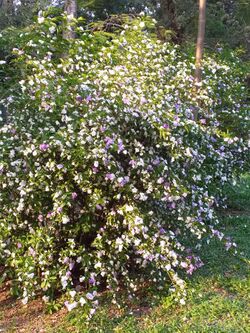 鴛鴦茉莉 Brunfelsia latifolia 20200925133459 09.jpg