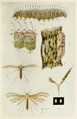 19-Indian-Insect-Life - Harold Maxwell-Lefroy - Exelastis-atomosa.jpg