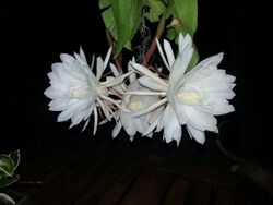 3 blooms of Epiphyllum oxypetalum.jpg