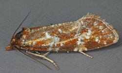 Aethes piercei, Bodeilio, North Wales, June 2012 (19062172613).jpg