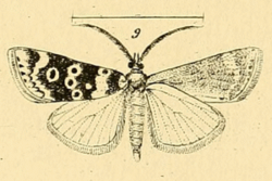 Aglossa ocellalis.png