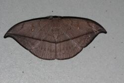 Albara reversaria (Drepanidae- Drepaninae) (4138683277).jpg