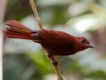Ant Tanager (40806177612).jpg
