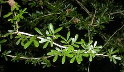 Archidendropsis thozetiana foliage.jpg