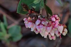 Arctostaphylos catalinae RPBG.jpg