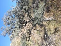 Arizona Blue Oak.jpg