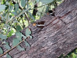 Arizona Sister (Adelpha eulalia).jpg