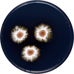 Aspergillus savannensis cya.png